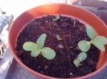Sunflowers - 8th May 2011